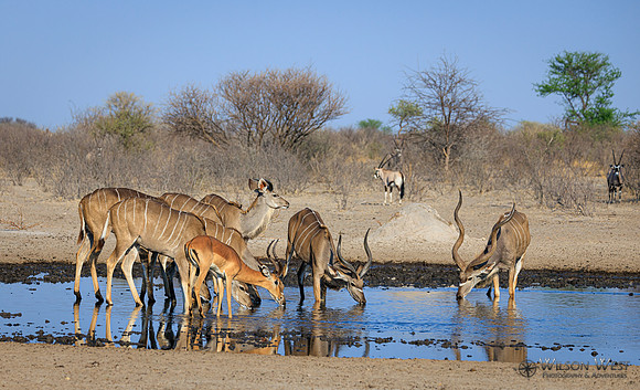 Impala, Greater Kudu