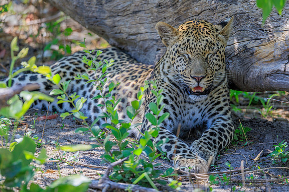 Leopard