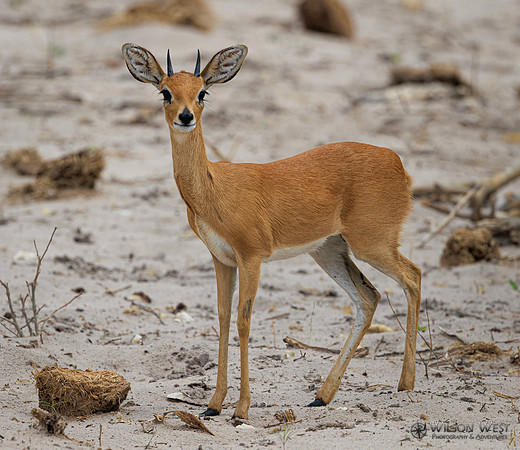 Steenbok