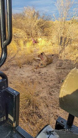 Lions eating a kudu