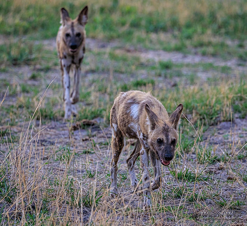 African Wild Dog
