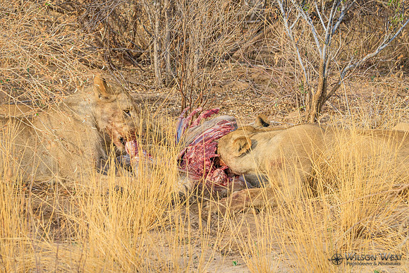 Lions eating a kudu