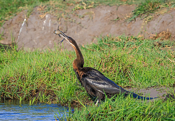 African Darter