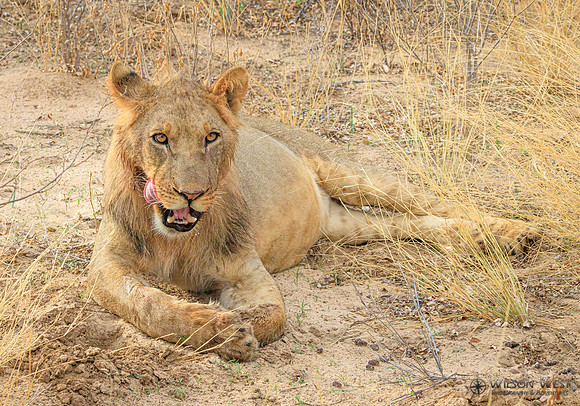 Lion