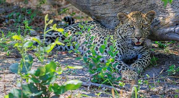 Leopard