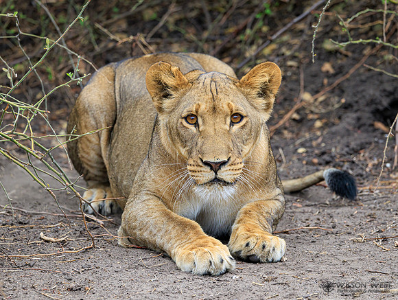 Lion
