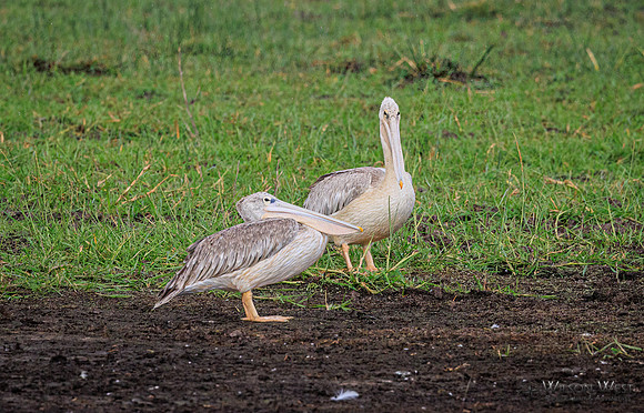 Pink-backed Pelican