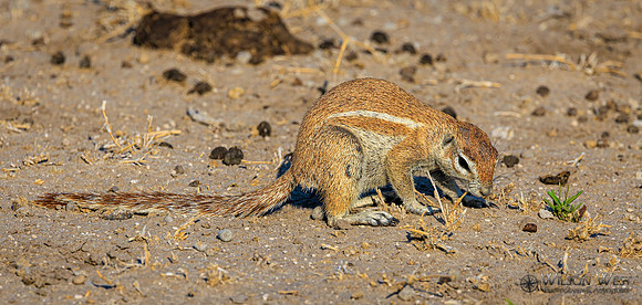 Ground Squirrel
