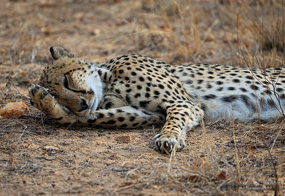 Cheetah