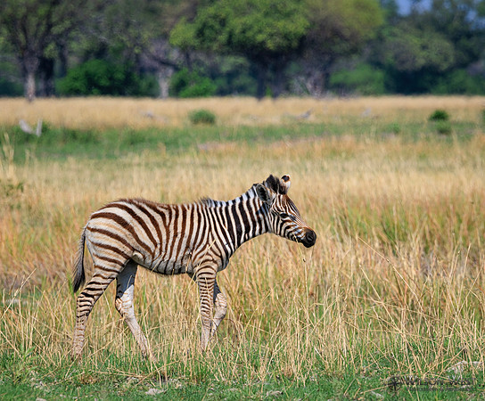 Burchell's Zebra
