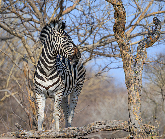 Burchell's Zebra
