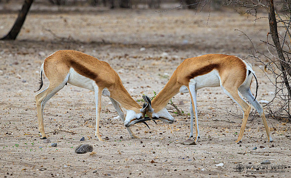 Springbok