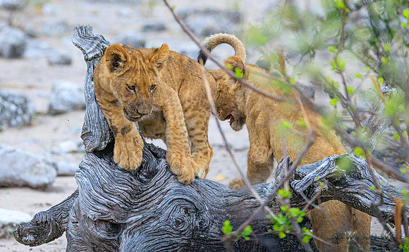 Lion