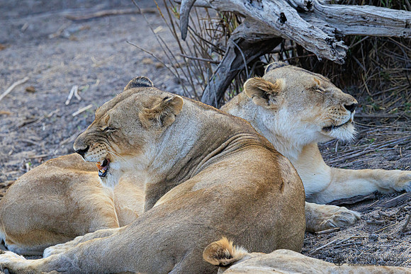 Lion