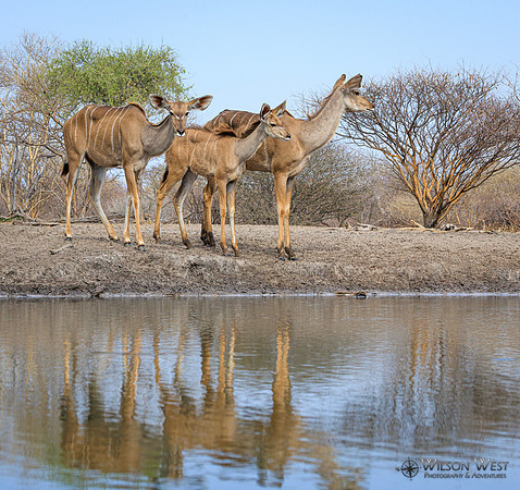 Greater Kudu