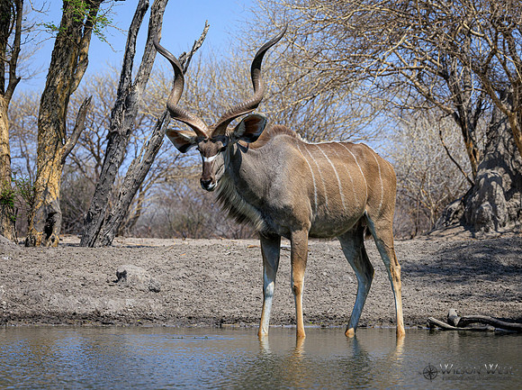 Greater Kudu