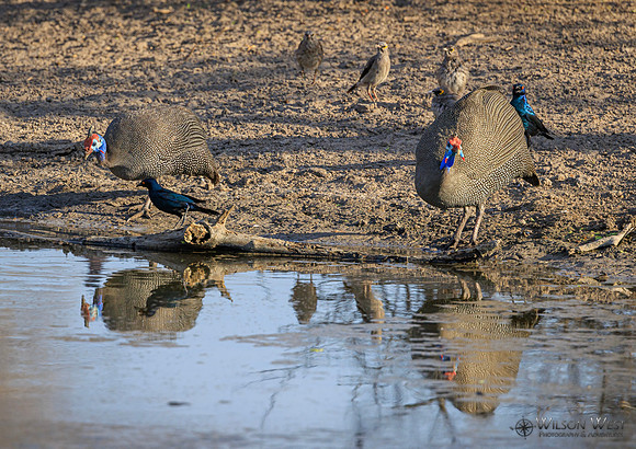 Helmeted Guineafowl, Cape Starling, Wattled Starling