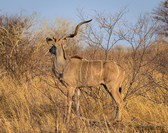 Greater Kudu