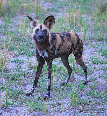 African Wild Dog