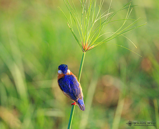 Malachite Kingfisher