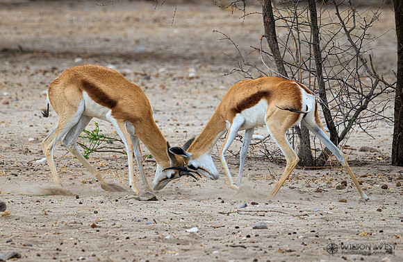 Springbok