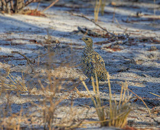 Sand Grouse