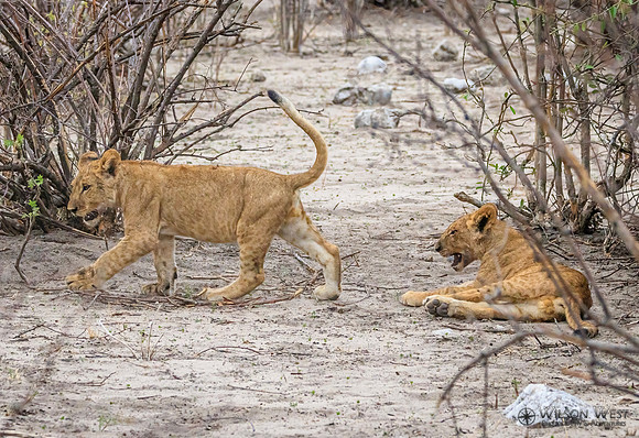 Lion
