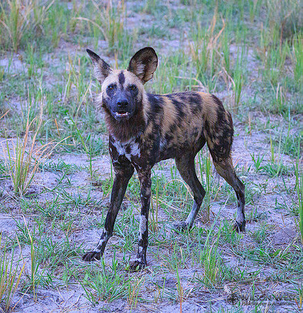 African Wild Dog
