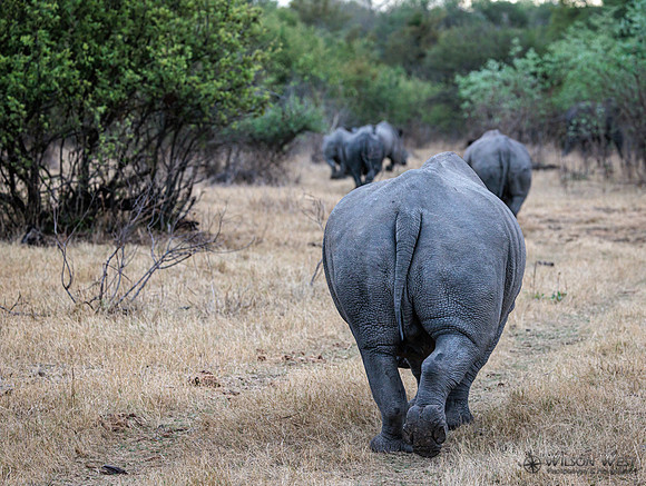 White Rhinoceros