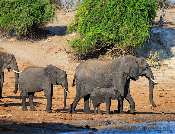 Elephant