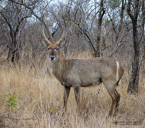 Common Waterbuck