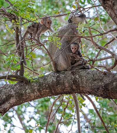 Vervet Monkey