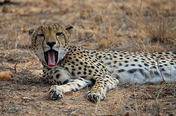 Cheetah