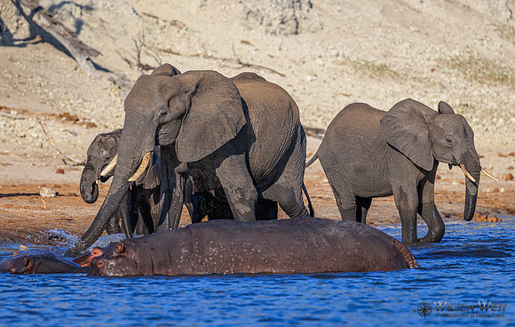 Elephant