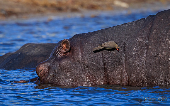 Hippopotamus