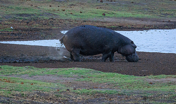 Hippopotamus