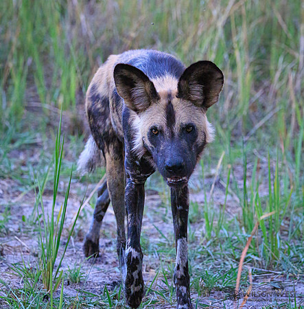 African Wild Dog