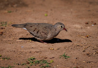 Yuma West Wetlands 2-2022