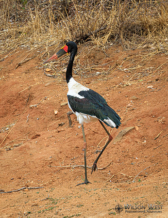 Saddle-billed Stork