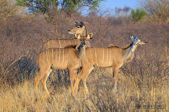 Greater Kudu