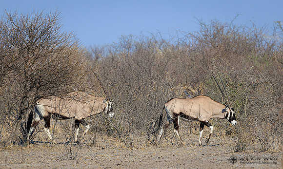 Oryx