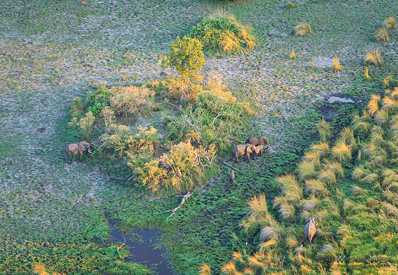 Okavango Delta Helicopter, Elephant