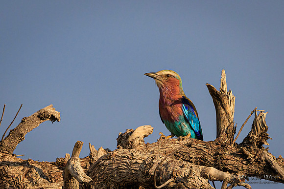 Lilac-breasted Roller