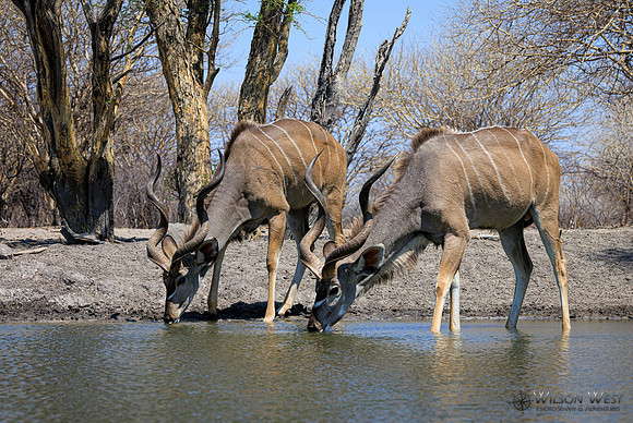Greater Kudu