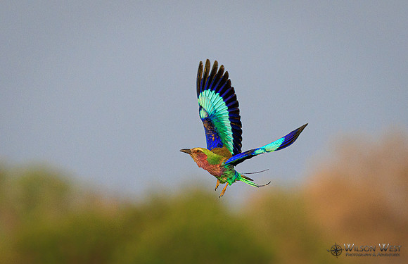 Lilac-breasted Roller