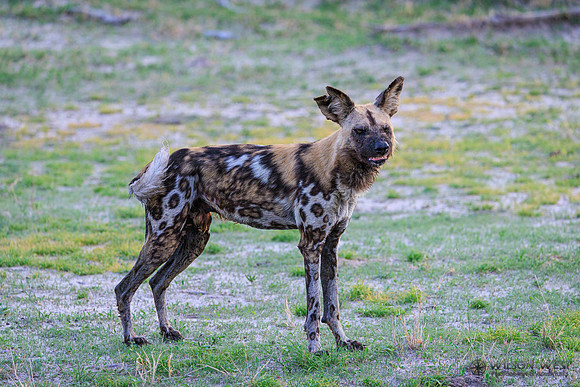 African Wild Dog