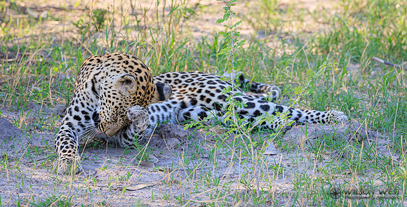 Leopard