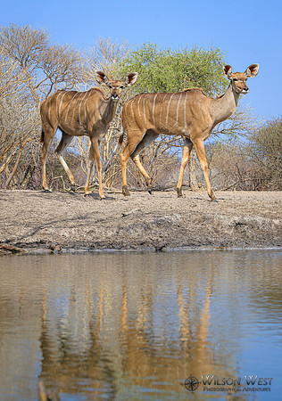 Greater Kudu
