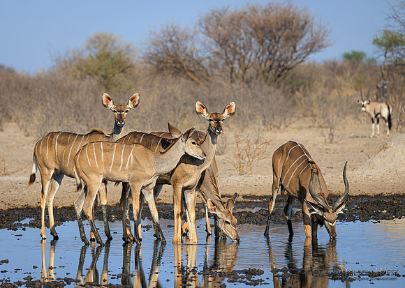 Greater Kudu