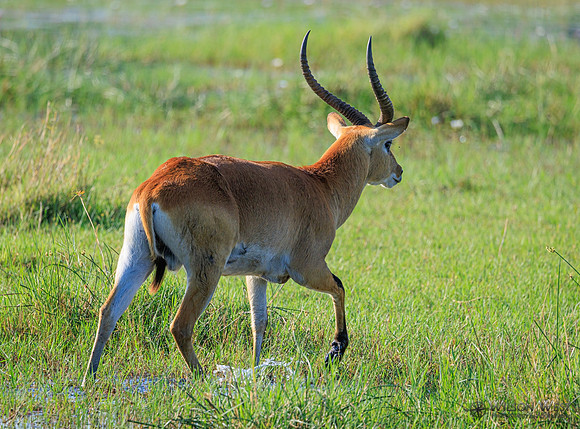 Red Lechwe